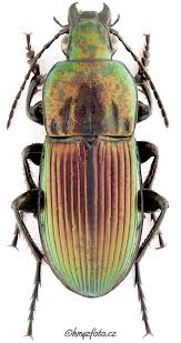 Attēlu rezultāti vaicājumam “Poecilus versicolor”