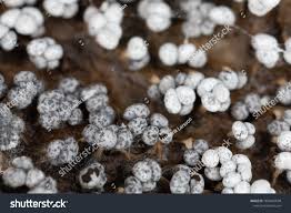 Attēlu rezultāti vaicājumam “Physarum confertum sessile”