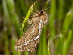 Attēlu rezultāti vaicājumam “Hepialus lupulinus”