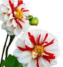 Image result for Dahlia x pinnata `Pompon Lilliput`