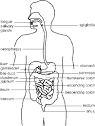 digestionnotes