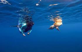 Image result for East Snorkellers