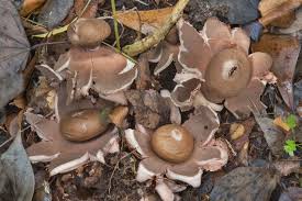 Attēlu rezultāti vaicājumam “Geastrum rufescens”