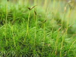 Attēlu rezultāti vaicājumam “| Dicranum”