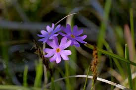 Attēlu rezultāti vaicājumam “Primula farinosa fruit”