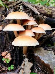 Attēlu rezultāti vaicājumam “Hypholoma lateritium”