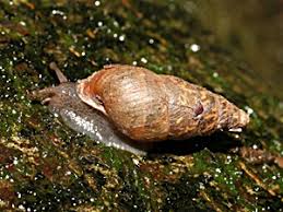 Attēlu rezultāti vaicājumam “Ena montana”