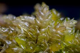 Attēlu rezultāti vaicājumam “Sphagnum palustre”