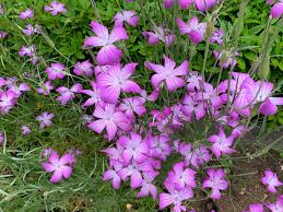 Image result for Agrostemma githago