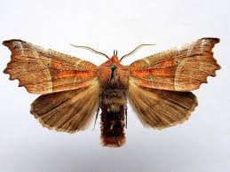 Attēlu rezultāti vaicājumam “Scoliopteryx libatrix”