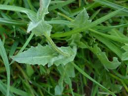 Attēlu rezultāti vaicājumam “Capsella bursa-pastoris leaf”