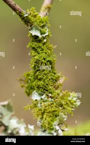 Attēlu rezultāti vaicājumam “Trichocolea tomentella sporophyte”