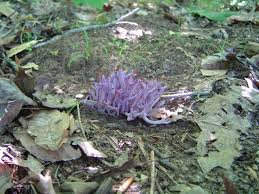 Attēlu rezultāti vaicājumam “Clavulina amethystina”