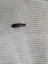 Attēlu rezultāti vaicājumam “Dasytes caeruleus imago”