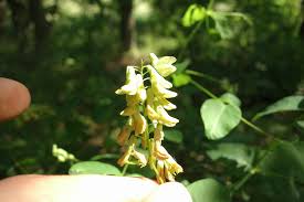 Attēlu rezultāti vaicājumam “Vicia pisiformis”