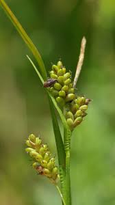Attēlu rezultāti vaicājumam “Carex pallescens”