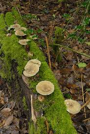 Attēlu rezultāti vaicājumam “Polyporus ciliatus”