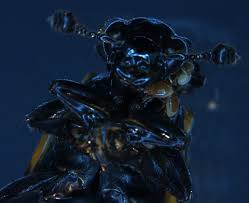 Attēlu rezultāti vaicājumam “Poecilochirus sp.”