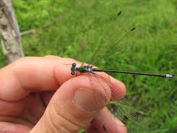 Attēlu rezultāti vaicājumam “Lestidae”