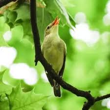 Attēlu rezultāti vaicājumam “Hippolais icterina adult”