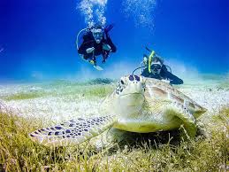 Image result for Blue Water Diving