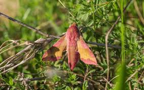 Attēlu rezultāti vaicājumam “Deilephila porcellus”