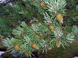 Attēlu rezultāti vaicājumam “Pinus sylvestris fruit”