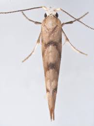 Attēlu rezultāti vaicājumam “Argyresthiidae”