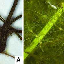 Attēlu rezultāti vaicājumam “Najas tenuissima leaf”