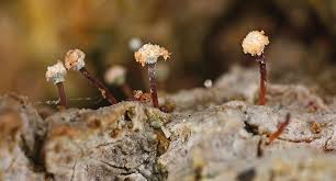 Attēlu rezultāti vaicājumam “Chaenotheca laevigata”