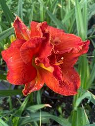 Image result for Hemerocallis `Moses Fire`
