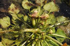 Attēlu rezultāti vaicājumam “Trapaceae”