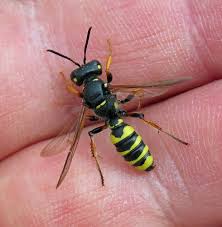 Attēlu rezultāti vaicājumam “Cerceris arenaria”