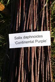 Attēlu rezultāti vaicājumam “Salix daphnoides subsp. acutifolia”