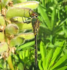 Attēlu rezultāti vaicājumam “Griselda ustomaculana”