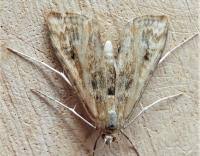 Attēlu rezultāti vaicājumam “Cataclysta lemnata”