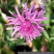 Attēlu rezultāti vaicājumam “Lychnis flos-cuculi flower”