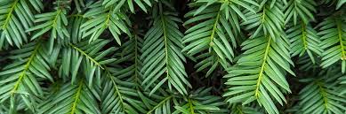 Attēlu rezultāti vaicājumam “Taxus baccata leaf”