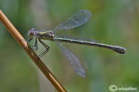 Attēlu rezultāti vaicājumam “Lestes dryas female”