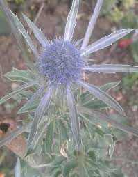 Attēlu rezultāti vaicājumam “Eryngium maritimum bud”