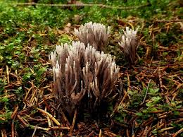 Attēlu rezultāti vaicājumam “Thelephora palmata”