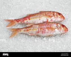 Image result for Mullus surmuletus