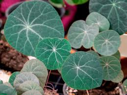 Attēlu rezultāti vaicājumam “Trichia erecta”