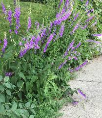 Attēlu rezultāti vaicājumam “Campanula rapunculoides leaf”