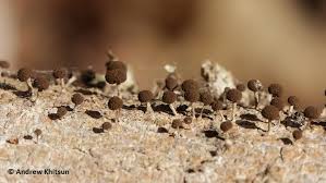 Attēlu rezultāti vaicājumam “Phleogena faginea young”