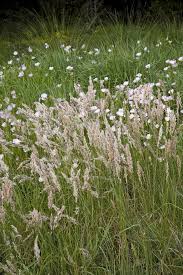 Attēlu rezultāti vaicājumam “Poa remota”