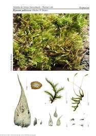 Attēlu rezultāti vaicājumam “Hypnum pallescens”