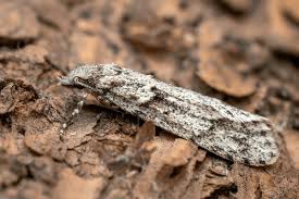 Attēlu rezultāti vaicājumam “Diurnea fagella”