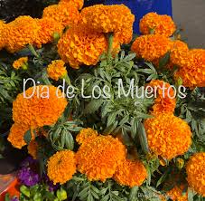 Attēlu rezultāti vaicājumam “Tagetes flower”