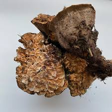 Attēlu rezultāti vaicājumam “Hydnellum aurantiacum”